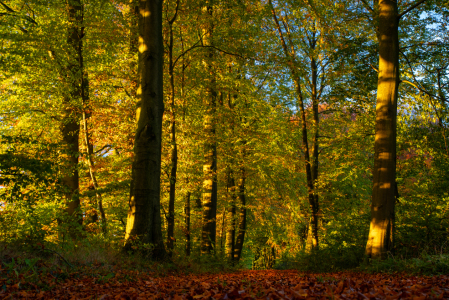 Bild-Nr: 12851680 Herbst Laub  Erstellt von: Tanja Riedel