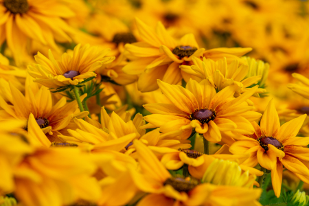 Bild-Nr: 12852896 gelbes Blütenwunder Erstellt von: volker heide