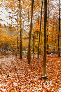 Bild-Nr: 12854329 Blattgold im Herbstwald Erstellt von: Ursula Reins