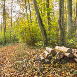 Bild-Nr: 12856667 Waldweg zu den Buchen Erstellt von: Ursula Reins