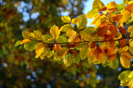 Bild-Nr: 12856857 Herbst Erstellt von: GUGIGEI