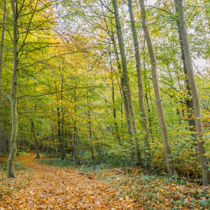 Bild-Nr: 12857216 Waldweg in die Tiefe  Erstellt von: Ursula Reins