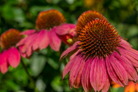 Bild-Nr: 12874031 Echinacea zur Sommerzeit Erstellt von: volker heide