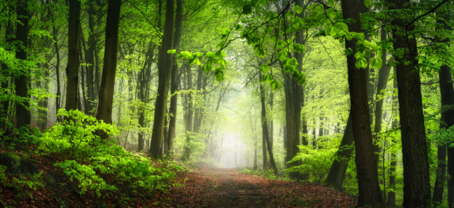 Bild-Nr: 12878958 Nebliger grüner Wald im Frühling Erstellt von: Smileus