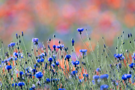Bild-Nr: 12881355 Kornblumen im Mohnfeld Erstellt von: Daniela Beyer