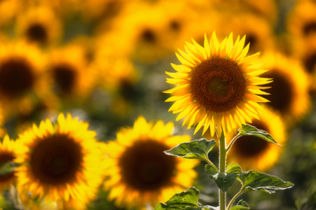 Bild-Nr: 12881359 Sommer pur Erstellt von: Daniela Beyer