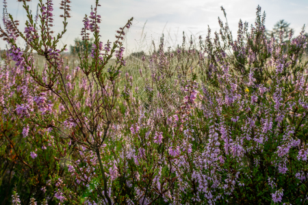 Bild-Nr: 12883325 Altweibersommer in der Heide Erstellt von: volker heide