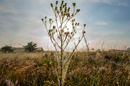 Bild-Nr: 12883326 Altweibersommer in einer Heidelandschaft Erstellt von: volker heide