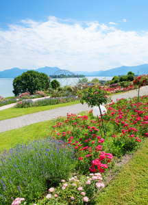 Bild-Nr: 12887052 Gstadt am Chiemsee Erstellt von: SusaZoom