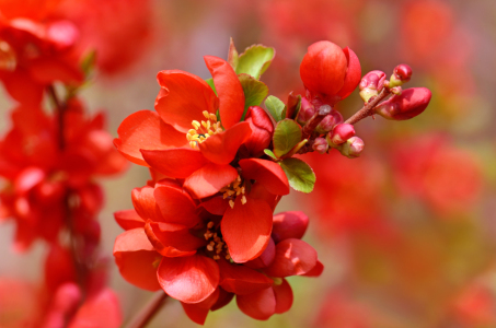 Bild-Nr: 12887708 Frühling in Rot Erstellt von: Atteloi
