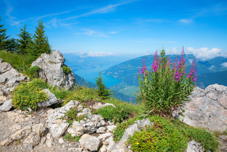Bild-Nr: 12890290 Thunerseeblick Schynige Platte Erstellt von: SusaZoom