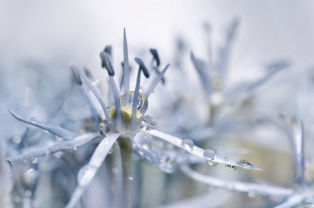 Bild-Nr: 12890890 Allium Erstellt von: Atteloi