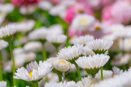 Bild-Nr: 12892460 Bellis perennis - Gänseblümchen Erstellt von: Sandra Höfer