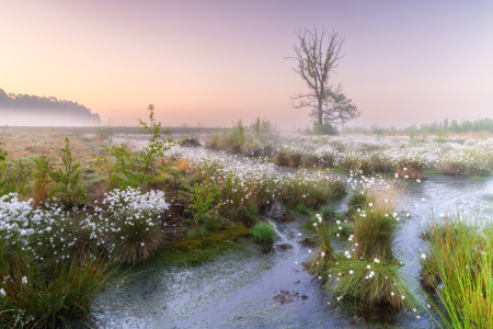 Bild-Nr: 12894171 Morgenstimmung im Moor Erstellt von: Daniela Beyer