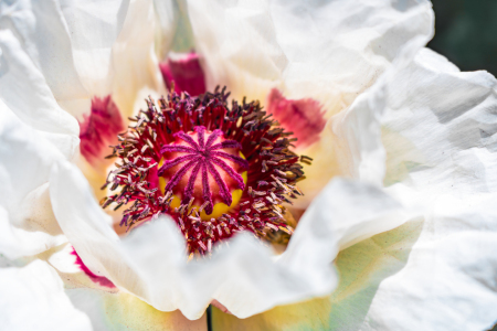 Bild-Nr: 12894339 Orientalischer Mohn Royal Wedding Erstellt von: Sandra Höfer