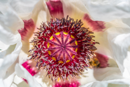 Bild-Nr: 12894341 Orientalischer Mohn Royal Wedding Erstellt von: Sandra Höfer