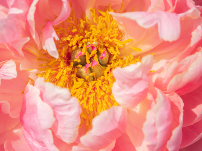 Bild-Nr: 12894358 Pfingstrose Coral Sunset Erstellt von: Sandra Höfer