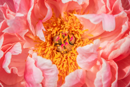 Bild-Nr: 12894359 Pfingstrose Coral Sunset Erstellt von: Sandra Höfer