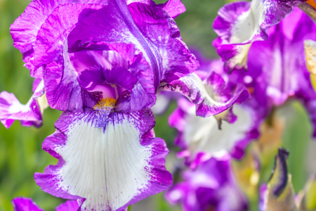 Bild-Nr: 12894365 Deutsche Schwertlilie Erstellt von: Sandra Höfer