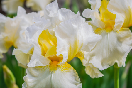 Bild-Nr: 12894366 Hohe Bart-Iris Country Manor Erstellt von: Sandra Höfer