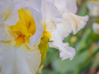 Bild-Nr: 12894368 Hohe Bart-Iris Country Manor Erstellt von: Sandra Höfer