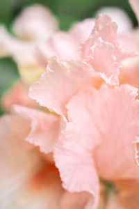 Bild-Nr: 12894375 Pink Iris Erstellt von: Sandra Höfer