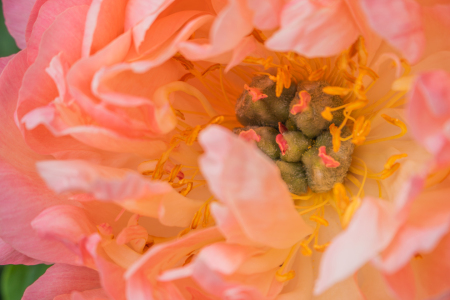 Bild-Nr: 12894384 Pfingstrose Coral Sunset Erstellt von: Sandra Höfer