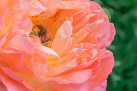 Bild-Nr: 12894387 Pfingstrose Coral Sunset Erstellt von: Sandra Höfer