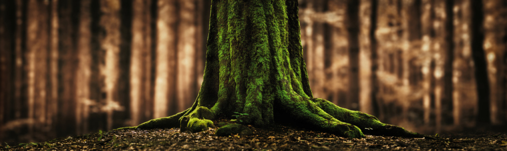 Bild-Nr: 12895658 Baumstamm und Wurzeln im Wald mit Bokeh Erstellt von: Smileus