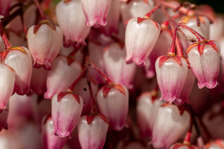 Bild-Nr: 12897093 Schattenglöckchen Erstellt von: volker heide