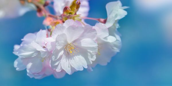 Bild-Nr: 12897442 Kirschblüten Erstellt von: Atteloi