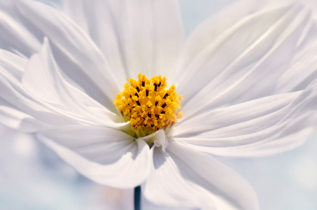 Bild-Nr: 12901797 Cosmea Erstellt von: Atteloi