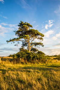 Bild-Nr: 12903075 Kiefer mit Meerblick Erstellt von: Ursula Reins