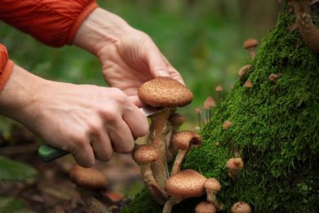 Bild-Nr: 12903727 Mann sammelt Pilze im Wald Erstellt von: Smileus