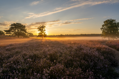 Bild-Nr: 12905182 Sonnenaufgang in der Westruper Heide Erstellt von: volker heide