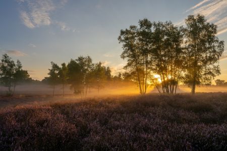 Bild-Nr: 12905679 Goldener Nebel hinter Birken in der Heide Erstellt von: volker heide