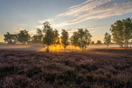 Bild-Nr: 12905680 Symphony aus Licht und Farben in der Heide Erstellt von: volker heide