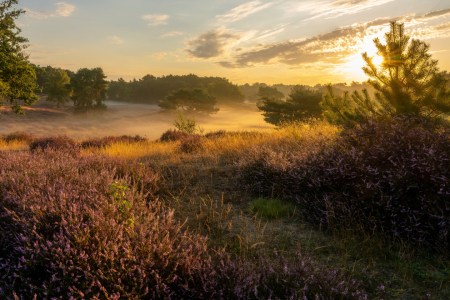 Bild-Nr: 12905682 Farben und licht in der Heide Erstellt von: volker heide