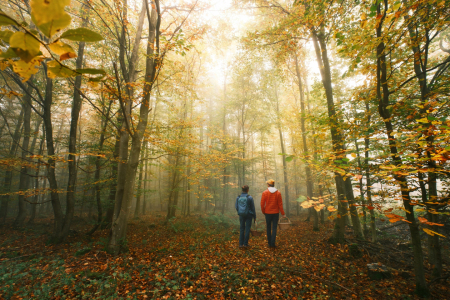 Bild-Nr: 12906124 Paar beim Pilze sammeln im nebligen Herbstwald Erstellt von: Smileus
