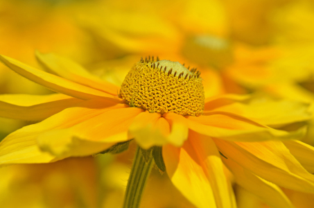 Bild-Nr: 12906656 Rudbeckia Erstellt von: Atteloi