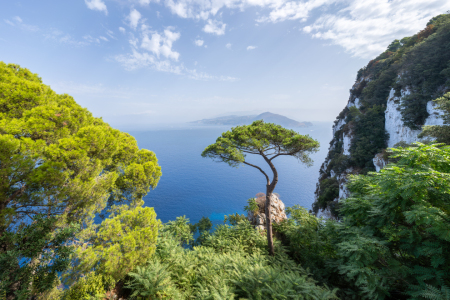 Bild-Nr: 12907509 Einsame Kiefer auf Capri Erstellt von: eyetronic