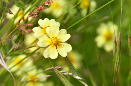 Bild-Nr: 12907878 Wildblumen Erstellt von: Atteloi