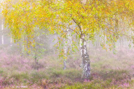 Bild-Nr: 12908248 Birke im Nebel Erstellt von: Daniela Beyer