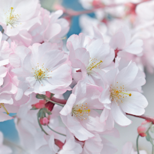 Bild-Nr: 12908765 Kirschblüten Erstellt von: Atteloi