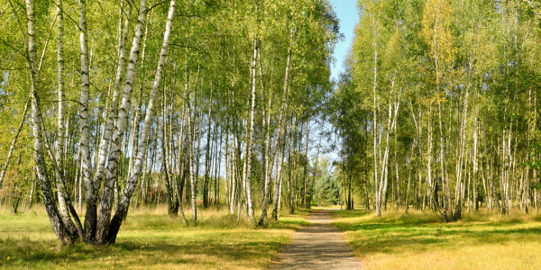 Bild-Nr: 12908899 Birkenwald Erstellt von: Atteloi