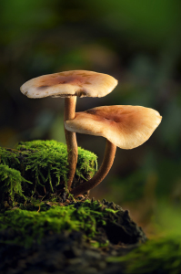 Bild-Nr: 12908985 Beleuchtete Pilze auf moosigem Holz im Wald Erstellt von: Smileus