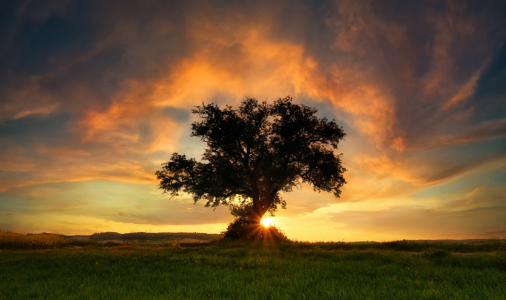 Bild-Nr: 12909128 Silhouette von einsamen Baum bei Sonnenuntergang Erstellt von: Smileus