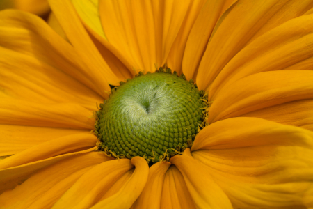 Bild-Nr: 12909148 Detail einer Rudbeckia Erstellt von: volker heide