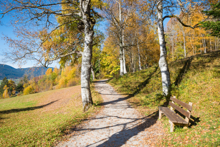 Bild-Nr: 12909202 Rast an der Birkenallee Erstellt von: SusaZoom