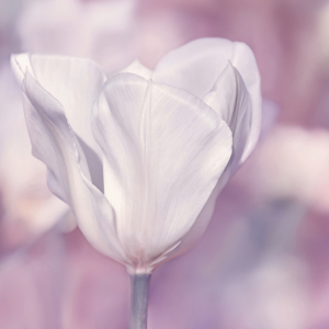 Bild-Nr: 12909607 Tulpe Erstellt von: Atteloi